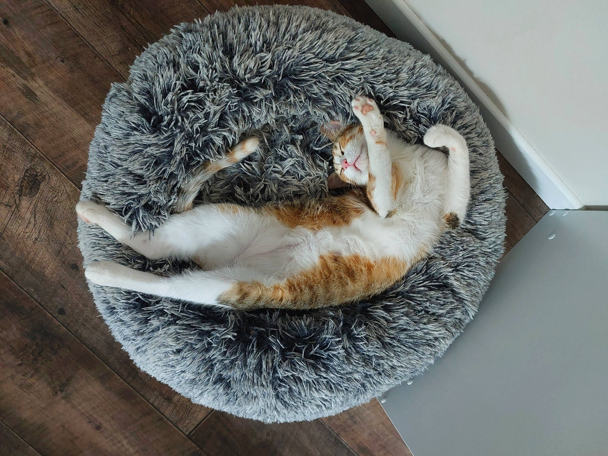 Boo participe au concours pour gagner de l'argent avec cette photo : carnivore, comfort, dishware, domesticated_hedgehog, erinaceidae, fawn, felidae, fur, grey, hedgehog, kitchen_utensil, plate, small_to_medium_sized_cats, snout, tableware, tail, terrestrial_animal, toy, whiskers, wood