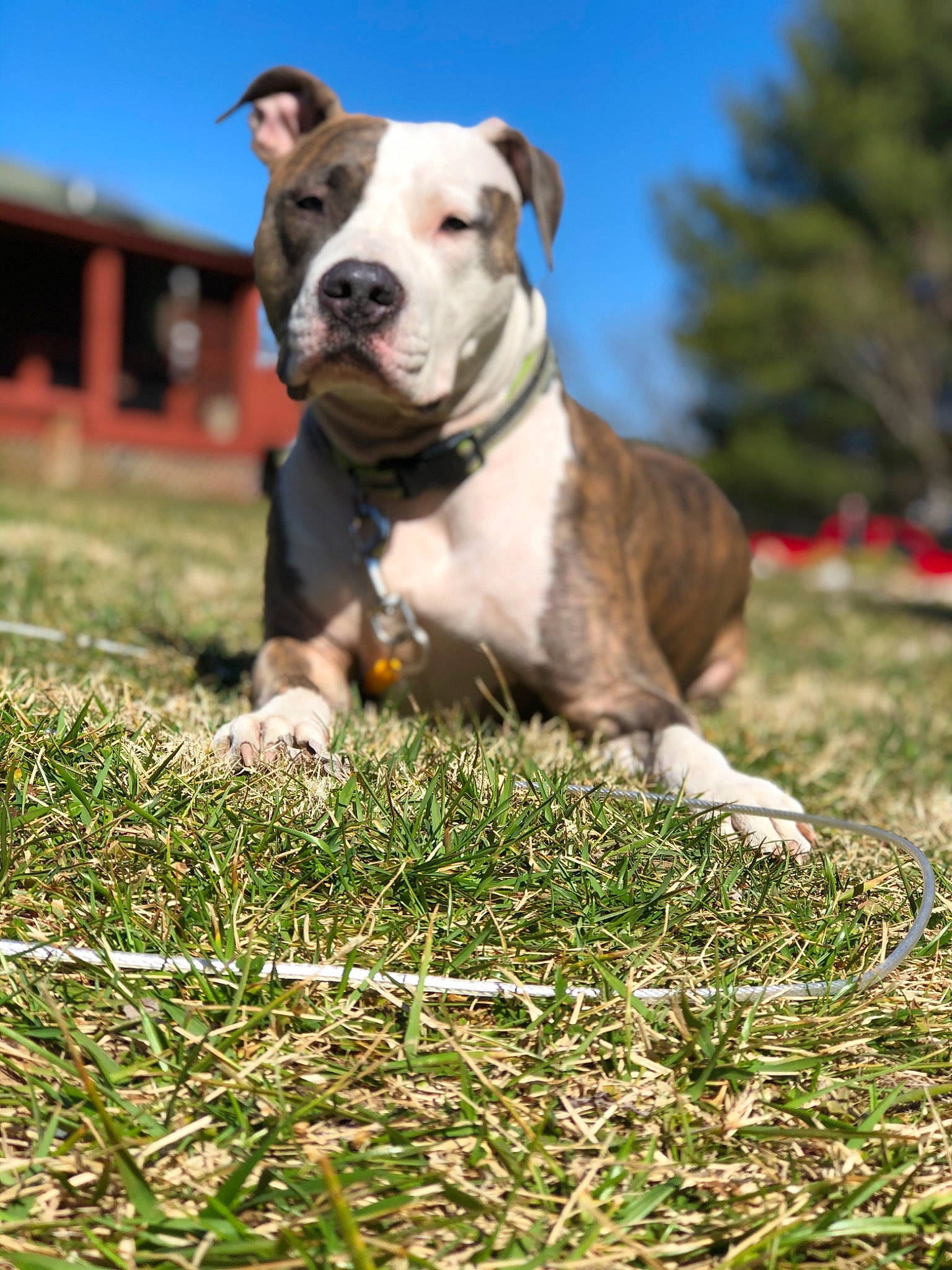 Beast joined the competition — help win amazing prizes! canidae, carnivore, collar, companion_dog, dog, dog_breed, dog_collar, fawn, grass, molosser, pet_supply, plant, sky, snout, sporting_group, tail, tree, window, working_animal, working_dog