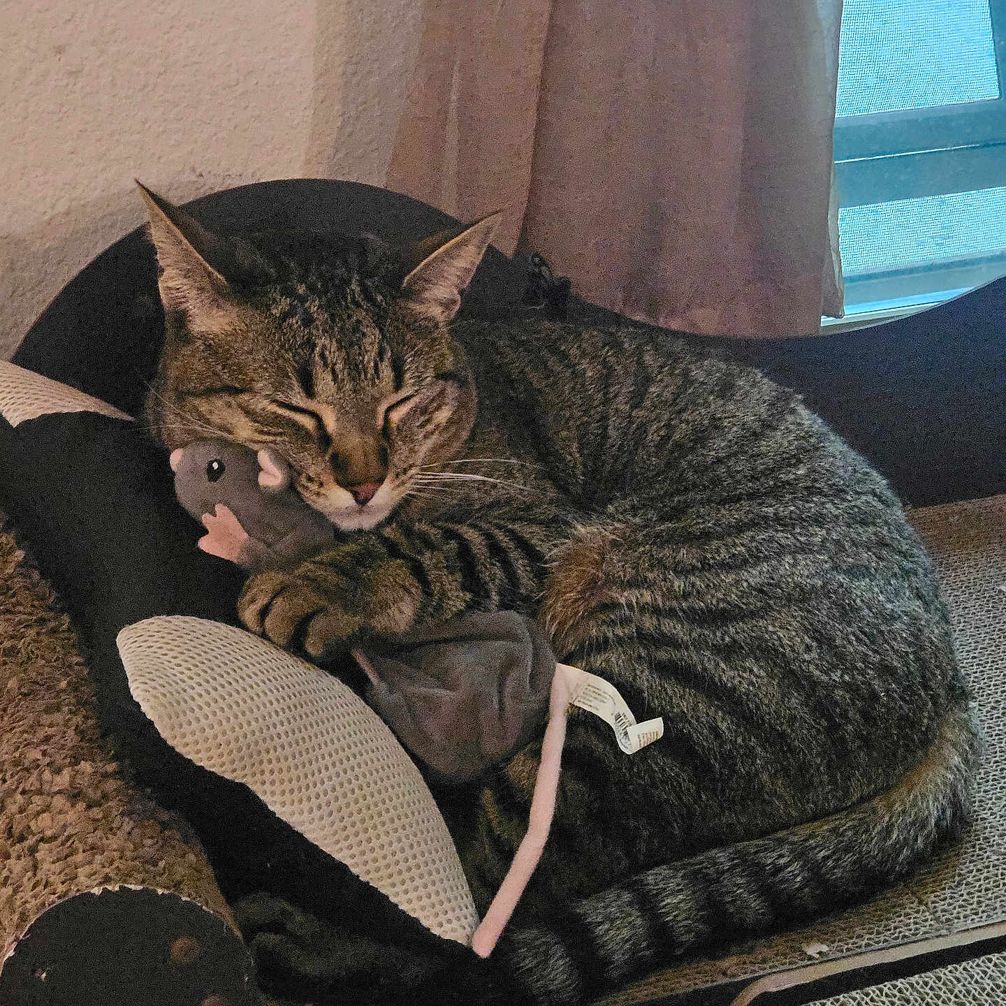 Leo joined the competition — help win amazing prizes! animal, cat, cozy, curled_up, curtain, domestic_cat, furniture, indoor, mouse_toy, paws, pet, plush_toy, resting, scratcher_pad, sleep, sleeping, tabby_cat, tail, whiskers, window