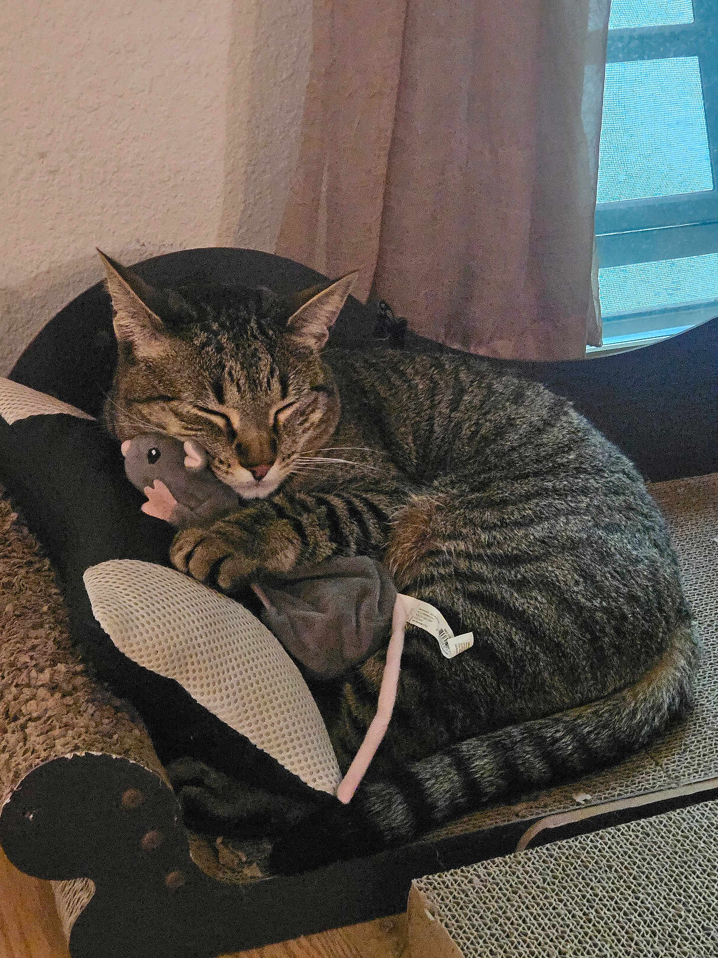 Leo joined the competition — help win amazing prizes! cat, tabby_cat, sleeping, plush_toy, mouse_toy, curled_up, indoor, window, curtain, furniture, scratcher_pad, cozy, resting, pet, animal, whiskers, paws, tail, sleep, domestic_cat
