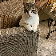 Zoe joined the competition — help win amazing prizes! cat, tabby_cat, white_cat, couch, armrest, living_room, carpet, glass_table, framed_photos, furniture, pet, indoor, curious, paws, seated, cozy, textured_fabric, home_decor, animal, looking