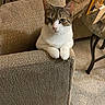 cat, tabby_cat, white_cat, couch, armrest, living_room, carpet, glass_table, framed_photos, furniture, pet, indoor, curious, paws, seated, cozy, textured_fabric, home_decor, animal, looking