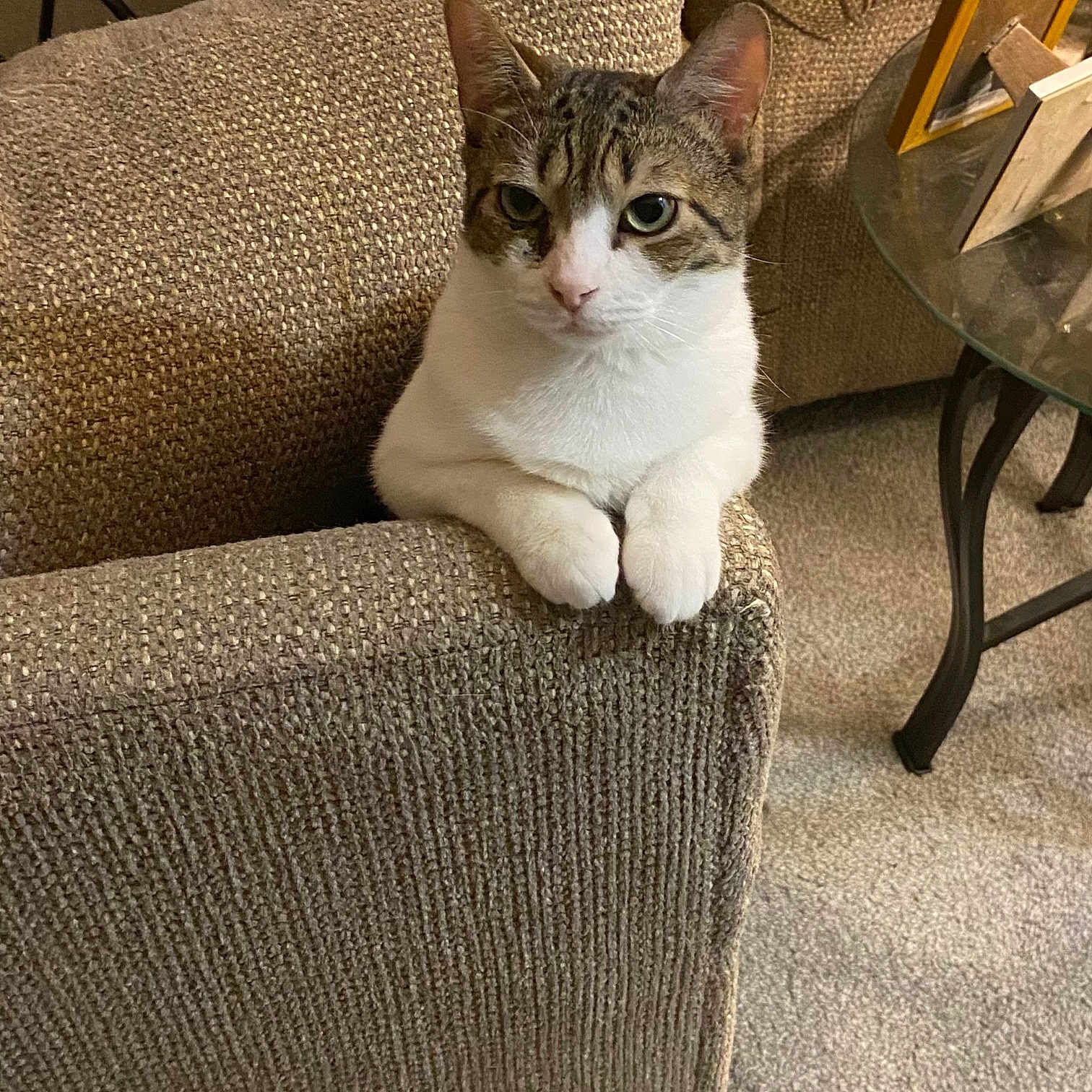 Zoe joined the competition — help win amazing prizes! cat, tabby_cat, white_cat, couch, armrest, living_room, carpet, glass_table, framed_photos, furniture, pet, indoor, curious, paws, seated, cozy, textured_fabric, home_decor, animal, looking