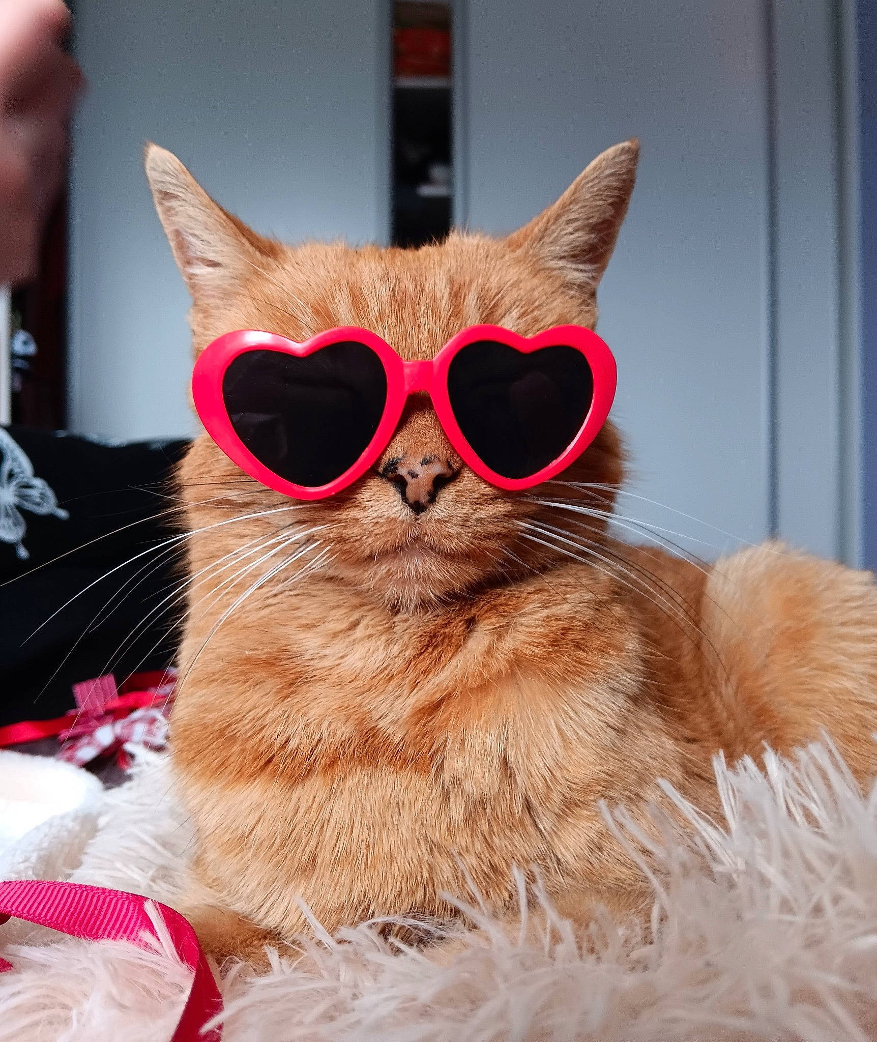 Lilou a rejoint le concours — aidez-le/la à gagner de superbes lots ! bag, black_cat, carnivore, cat, comfort, domestic_short_haired_cat, eyewear, fashion_accessory, fawn, felidae, fur, glasses, goggles, personal_protective_equipment, small_to_medium_sized_cats, snout, sunglasses, tail, vision_care, whiskers