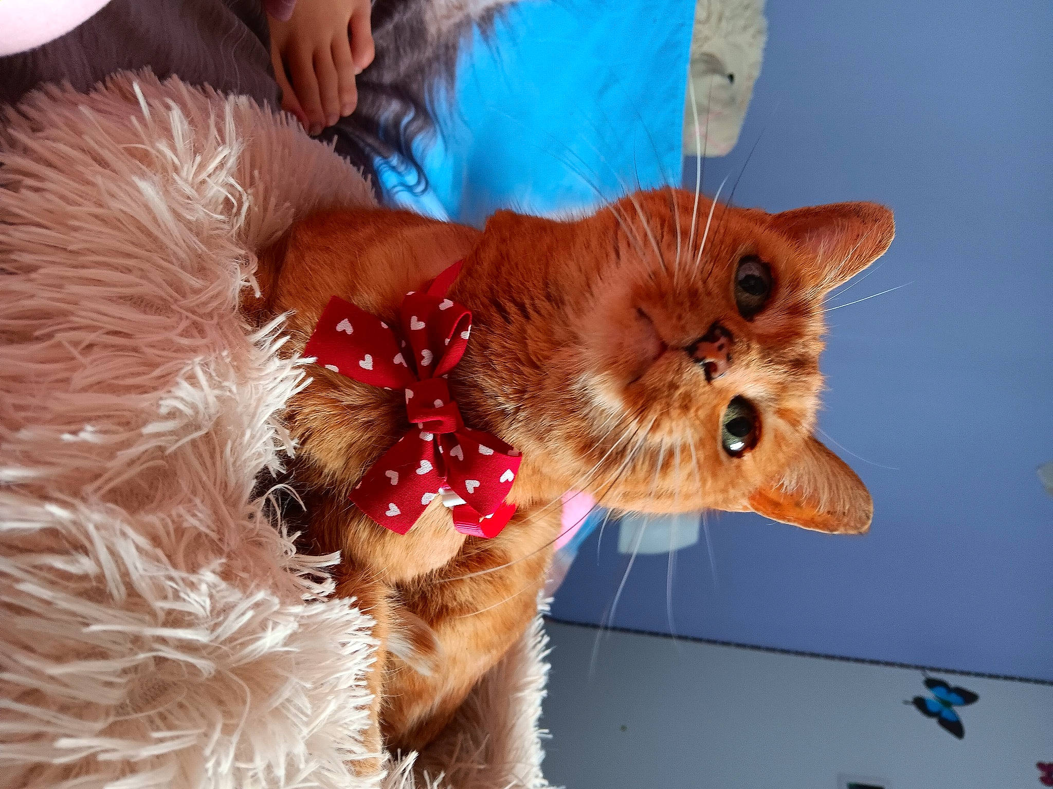 Lilou participe au concours pour gagner de l'argent avec cette photo : canidae, carnivore, cat, claw, collar, companion_dog, dog_breed, domestic_short_haired_cat, event, fashion_accessory, fawn, felidae, fur, paw, small_to_medium_sized_cats, snout, sporting_group, tail, whiskers, window