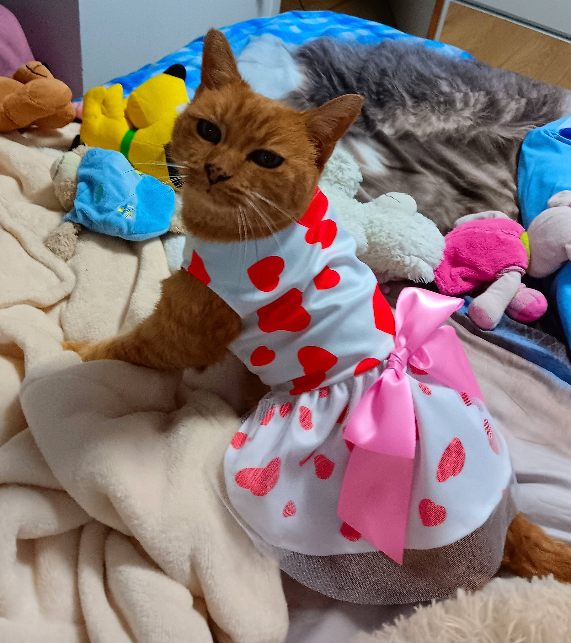 Lilou a rejoint le concours — aidez-le/la à gagner de superbes lots ! bag, blue, bow_tie, carmine, carnivore, cat, comfort, domestic_short_haired_cat, fawn, felidae, fur, linens, mammal, pattern, pet_supply, small_to_medium_sized_cats, stuffed_toy, tail, vertebrate, whiskers