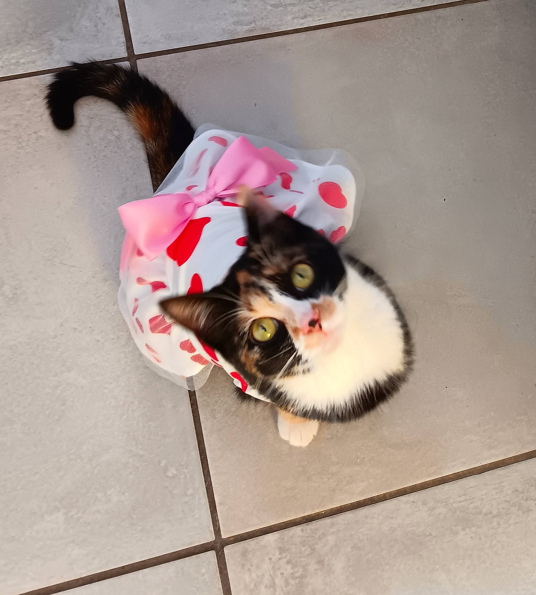 Rosie participe au concours pour gagner de l'argent avec cette photo : art, canidae, carnivore, cat, dog_breed, domestic_short_haired_cat, felidae, fur, paw, small_to_medium_sized_cats, tail, whiskers