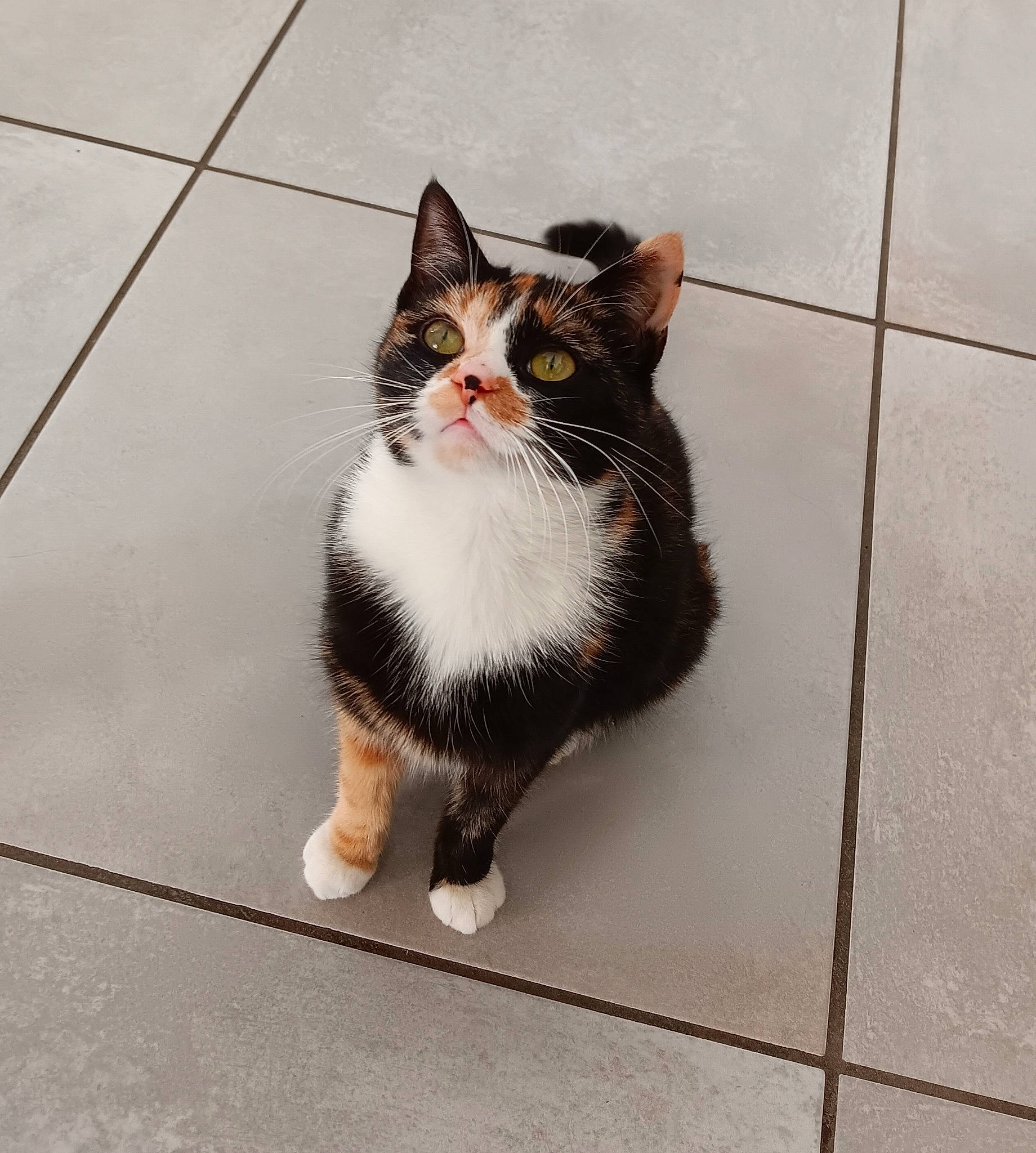 Rosie a rejoint le concours — aidez-le/la à gagner de superbes lots ! asphalt, carnivore, cat, domestic_short_haired_cat, eye, felidae, floor, flooring, foot, fur, grey, paw, road_surface, sitting, small_to_medium_sized_cats, snout, tail, tile_flooring, whiskers, window