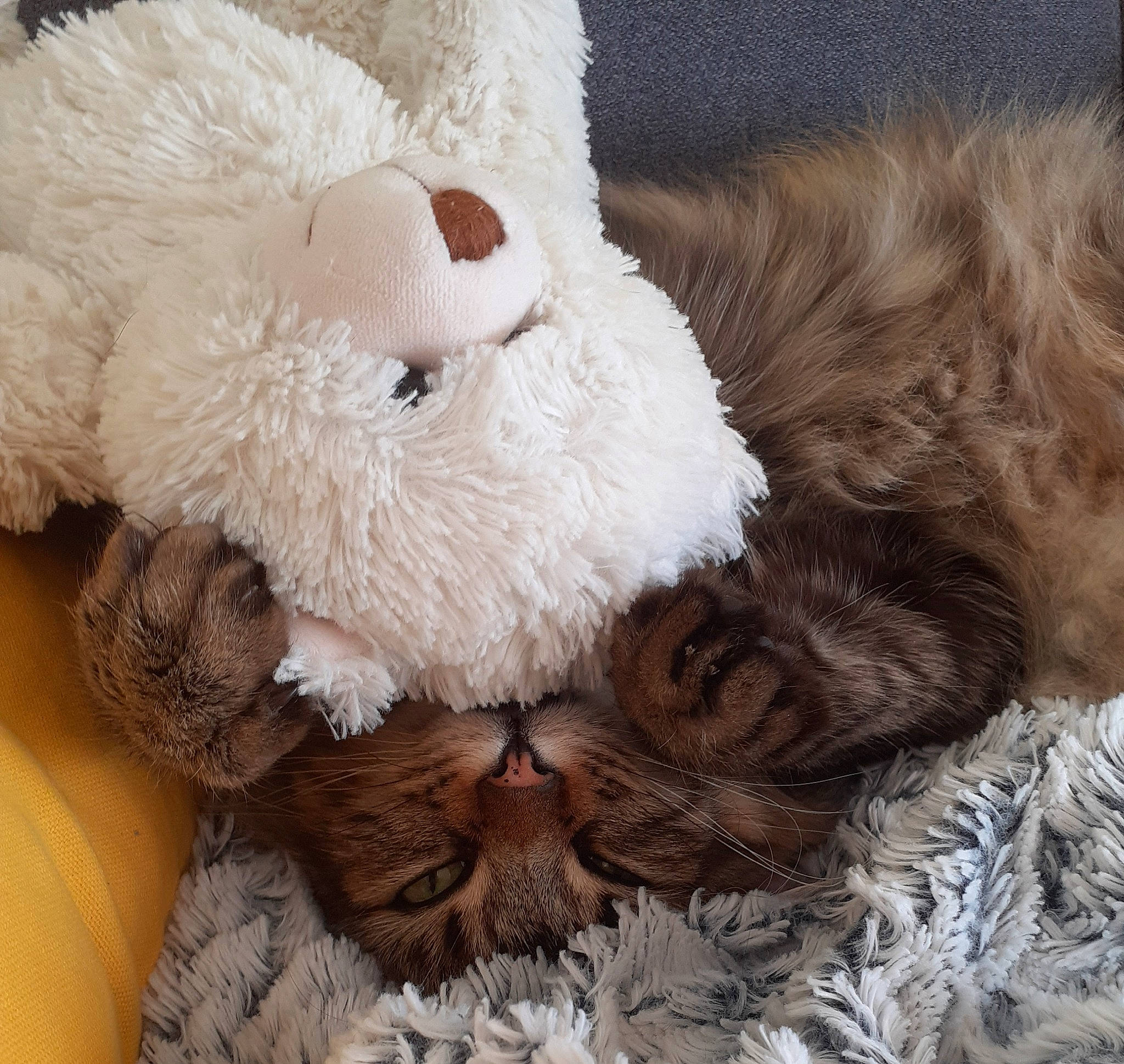 Kiricou a rejoint le concours — aidez-le/la à gagner de superbes lots ! carnivore, cat, cat_bed, cat_supply, comfort, fawn, felidae, fur, linens, nap, paw, plush, sleep, small_to_medium_sized_cats, snout, stuffed_toy, teddy_bear, terrestrial_animal, toy, whiskers