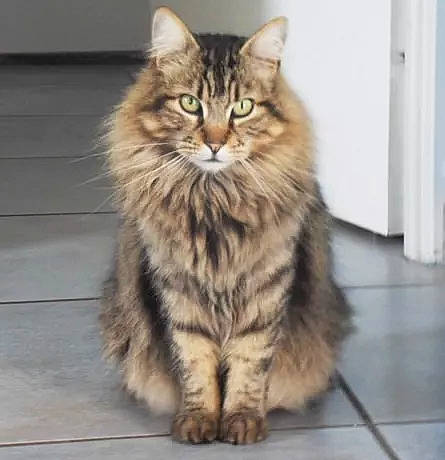 Kiricou participe au concours pour gagner de l'argent avec cette photo : british_longhair, carnivore, cat, domestic_short_haired_cat, eye, felidae, flooring, fur, maine_coon, paw, siberian, sitting, small_to_medium_sized_cats, snout, tail, terrestrial_animal, tree, whiskers