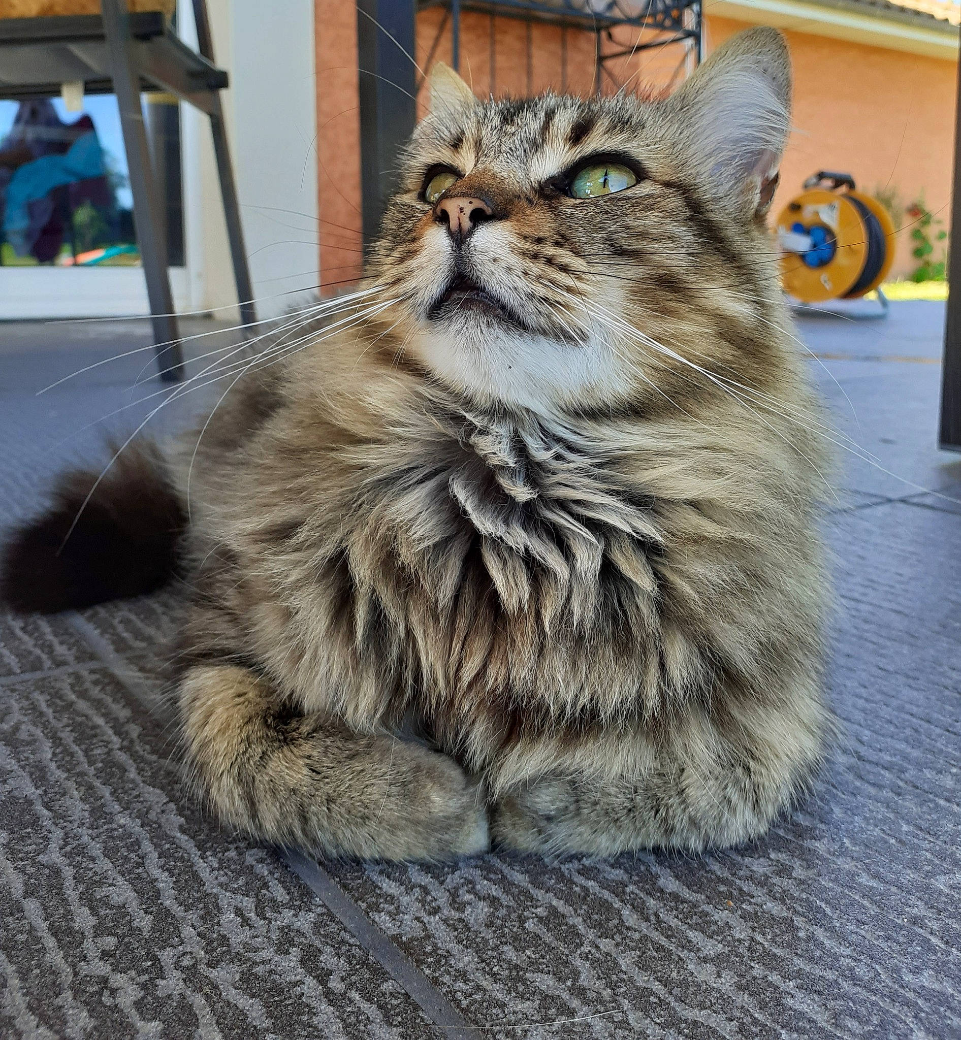 Kiricou a rejoint le concours — aidez-le/la à gagner de superbes lots ! automotive_tire, carnivore, cat, claw, domestic_short_haired_cat, felidae, flooring, fur, paw, plant, road_surface, sitting, small_to_medium_sized_cats, snout, street, tail, terrestrial_animal, whiskers, window