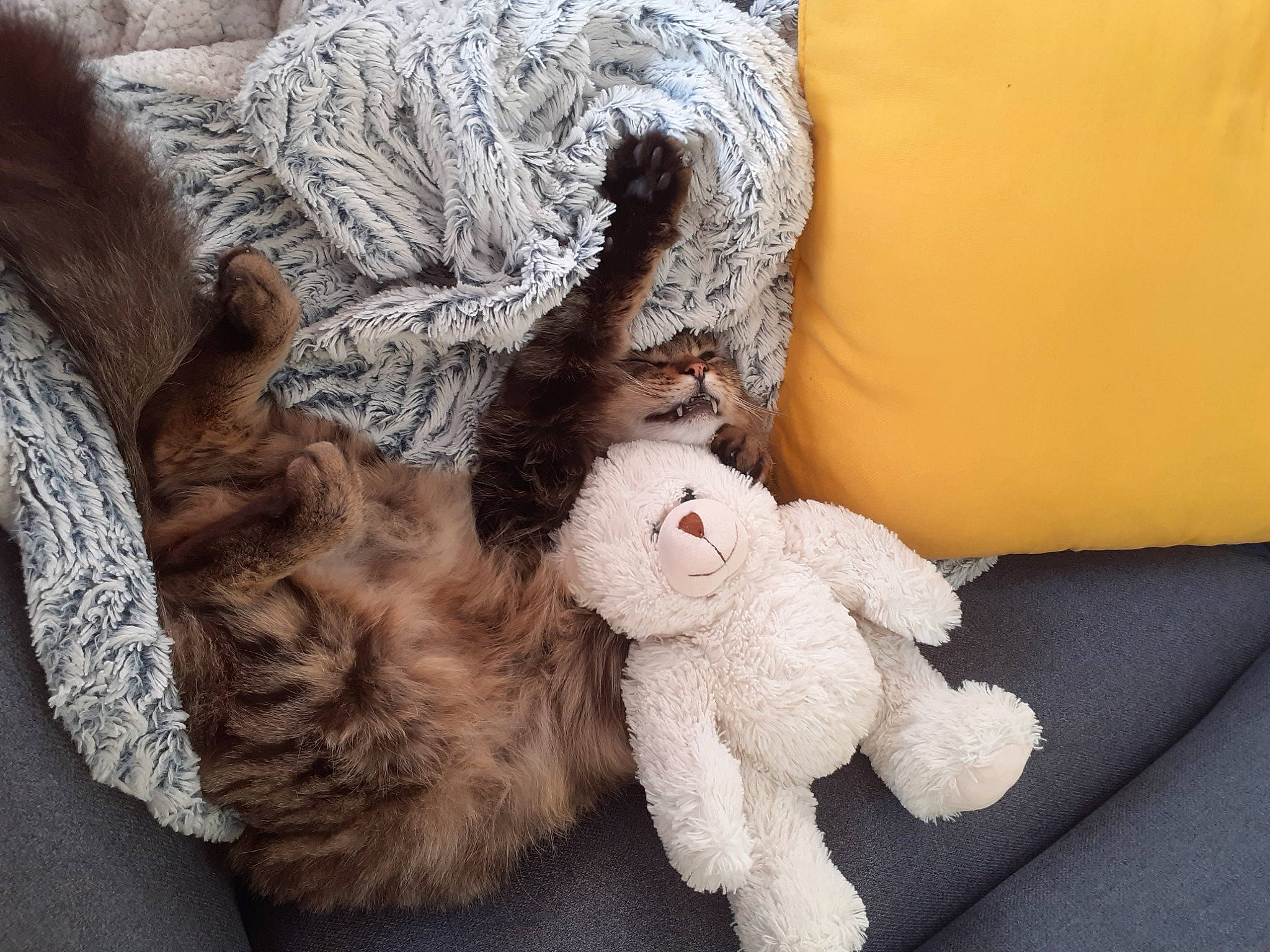 Kiricou a rejoint le concours — aidez-le/la à gagner de superbes lots ! carmine, claw, comfort, felidae, foot, fur, gesture, linens, nail, nap, paw, plush, primate, small_to_medium_sized_cats, snout, stuffed_toy, tail, toy, whiskers, wool