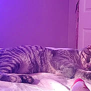 Shadow is registered to the contest to win money with this photo: cat, tabby, sleeping, bed, indoor, purple_light, relaxed, feline, pet, animal, cozy, resting, domestic_cat, fur, paw, whiskers, ears, closed_eyes, quiet, calm