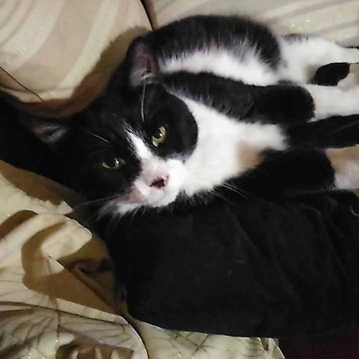 Corinne Bouland participe au concours pour gagner de l'argent avec cette photo : animal, architecture, bed, blanket, building, cat, chair, couch, cushion, face, furniture, head, homedecor, indoors, kitten, linen, manx, person, pet, pillow