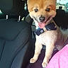 dog, puppy, fluffy, small_dog, orange_fur, white_fur, tongue_out, smiling, happy, bow_tie, collar, car, vehicle, car_seat, interior, passenger, pet, portrait, outdoor_background, photography