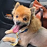 dog, small_dog, pet, animal, tongue_out, happy, sitting, car, car_interior, passenger_seat, seatbelt, tie, collar, handbag, vehicle, portrait, closeup, fluffy, cute, road_trip