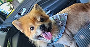 Lucky is registered to the contest to win money with this photo: dog, puppy, fluffy, small_breed, tan_fur, white_fur, black_nose, tongue_out, happy, sitting, bandana, collar, pet_tag, car, car_interior, passenger_seat, vehicle, outdoor, sunlight, portrait