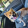 dog, puppy, fluffy, small_breed, tan_fur, white_fur, black_nose, tongue_out, happy, sitting, bandana, collar, pet_tag, car, car_interior, passenger_seat, vehicle, outdoor, sunlight, portrait
