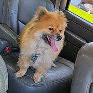 Lucky is registered to the contest to win money with this photo: dog, small_dog, fluffy, pomeranian, pet, animal, sitting, panting, tongue_out, happy, car, car_interior, leather_seat, back_seat, vehicle, window, sunlight, suburban, outdoor_view, collar