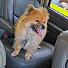 dog, small_dog, fluffy, pomeranian, pet, animal, sitting, panting, tongue_out, happy, car, car_interior, leather_seat, back_seat, vehicle, window, sunlight, suburban, outdoor_view, collar