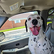 Marshall is registered to the contest to win money with this photo: dog, dalmatian, pet, animal, car, vehicle, passenger, front_seat, portrait, close_up, face, tongue, smiling, happy, sitting, spotted, black_and_white, indoor, daylight, suburban_background