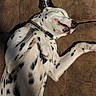 Marshall is registered to the contest to win money with this photo: dog, dalmatian, sleeping, resting, couch, indoors, pet, black_and_white, spotted, collar, floppy_ears, closed_eyes, relaxed, lying_down, paws, portrait, cozy, furniture, funny_pose, animal