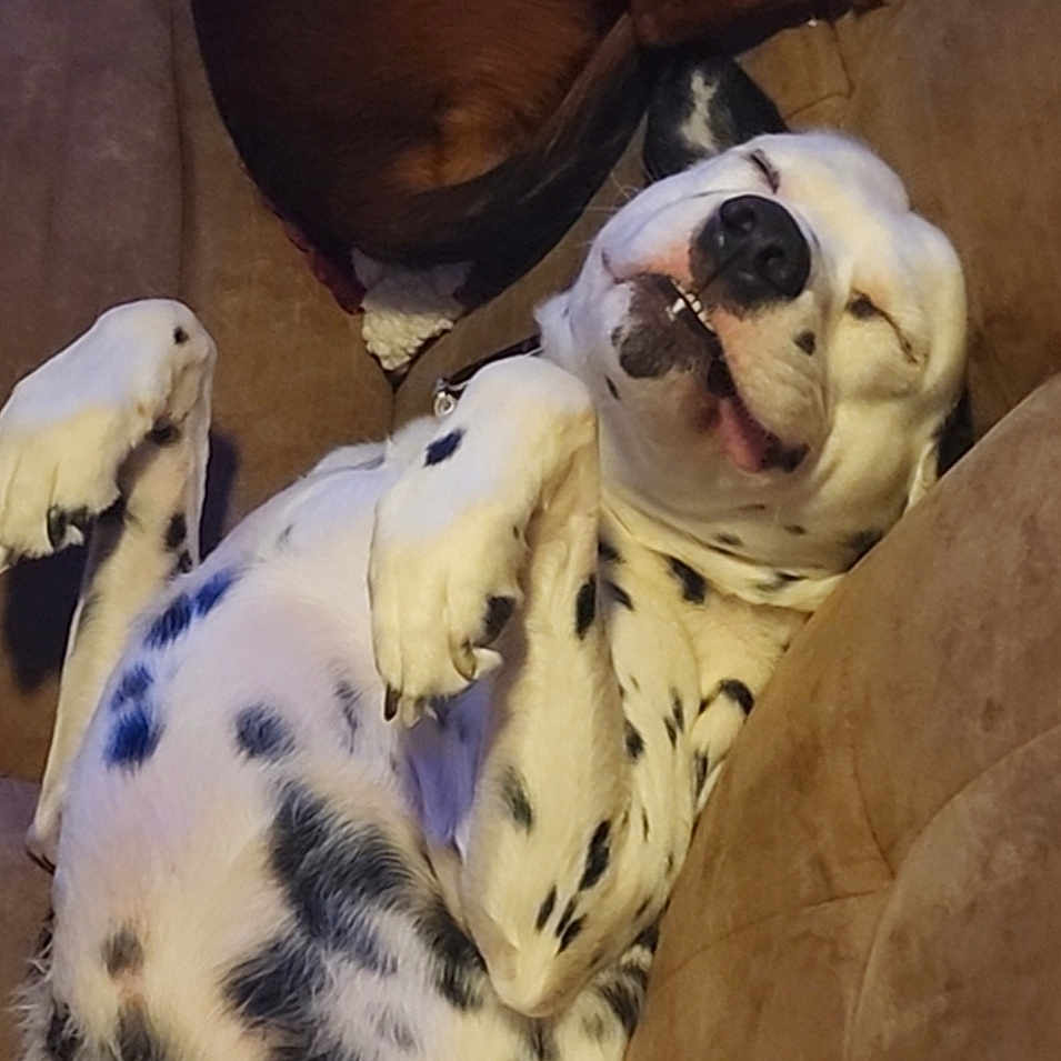 Marshall