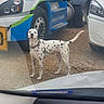 Marshall joined the competition — help win amazing prizes! dog, dalmatian, spotted_coat, standing, outdoor, vehicles, truck, car, parking_lot, gravel, transportation, animal_portrait, collar, leash, tail, facing_camera, daylight, industrial_area, roadside, photography