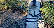 Marshall joined the competition — help win amazing prizes! dog, dalmatian, service_dog, spotted_coat, sitting, outdoor, portrait, harness, leash, chain_link_fence, industrial_background, blue_sky, autumn, trees, grass, dirt, alert, calm, animal, pet
