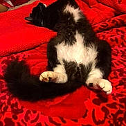 Katie joined the competition — help win amazing prizes! animal, bed, black_and_white, blanket, cat, comfort, cozy, cute, fluffy, fur, indoor, lying_down, paw, pet, red, relaxed, resting, sleeping, soft, tail