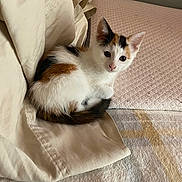Molly is registered to the contest to win money with this photo: kitten, cat, calico, animal, pet, cute, small, fur, indoor, cozy, blanket, fabric, beige, curious, whiskers, tail, ears, soft, young, resting