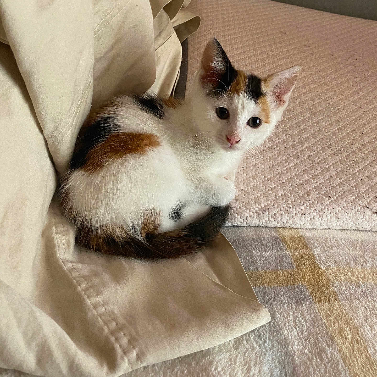 Molly is registered to the contest to win money with this photo: animal, beige, blanket, calico, cat, cozy, curious, cute, ears, fabric, fur, indoor, kitten, pet, resting, small, soft, tail, whiskers, young