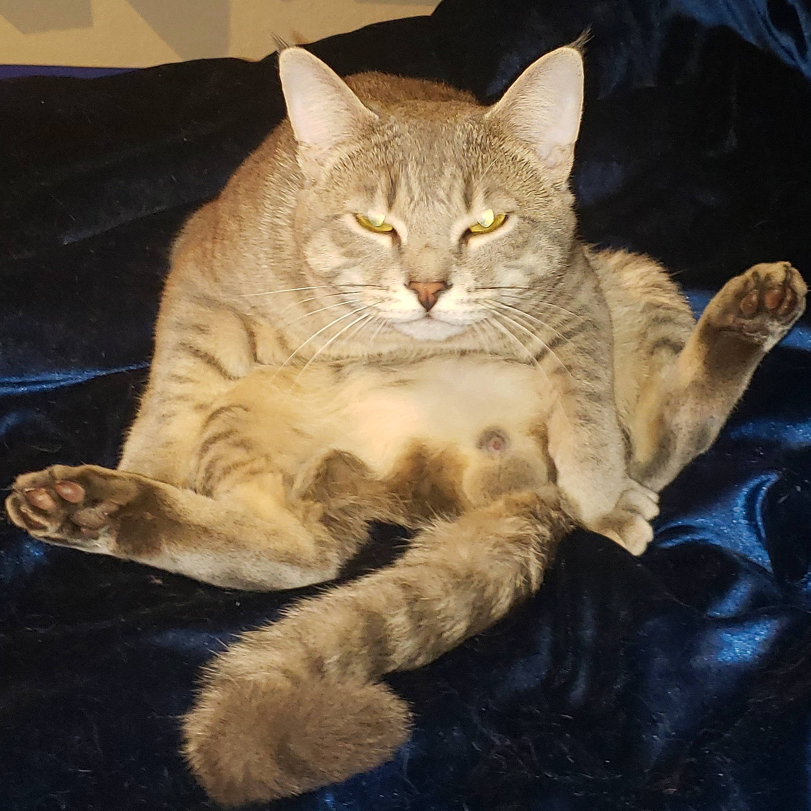 Oscar joined the competition — help win amazing prizes! asian, australian_mist, burmilla, carnivore, cat, domestic_short_haired_cat, dragon_li, european_shorthair, fawn, felidae, fur, kitten, mammal, small_to_medium_sized_cats, tabby_cat, vertebrate, whiskers