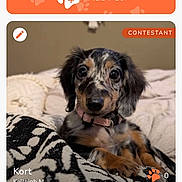 Kort is registered to the contest to win money with this photo: puppy, dog, pet, blanket, cozy, indoor, contestant, collar, closeup, cute, speckled, fur, animal, resting, looking, website, user_interface, text_overlay, patterned, brown