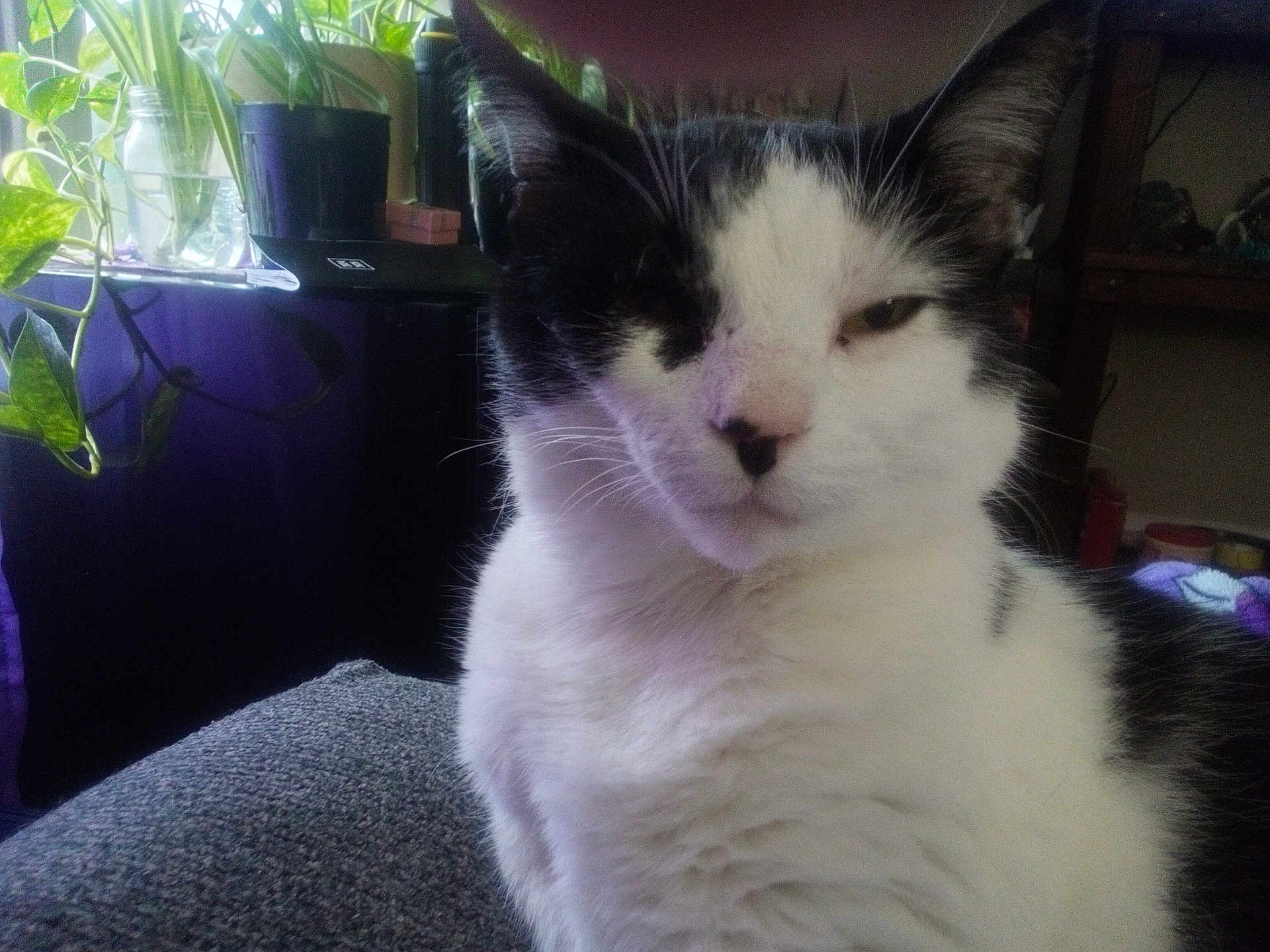 Mars is registered to the contest to win money with this photo: cat, indoor, black_and_white, close_up, pet, feline, relaxed, cozy, houseplant, fur, whiskers, domestic, animal, resting, portrait, soft_light, table, blanket, window, home