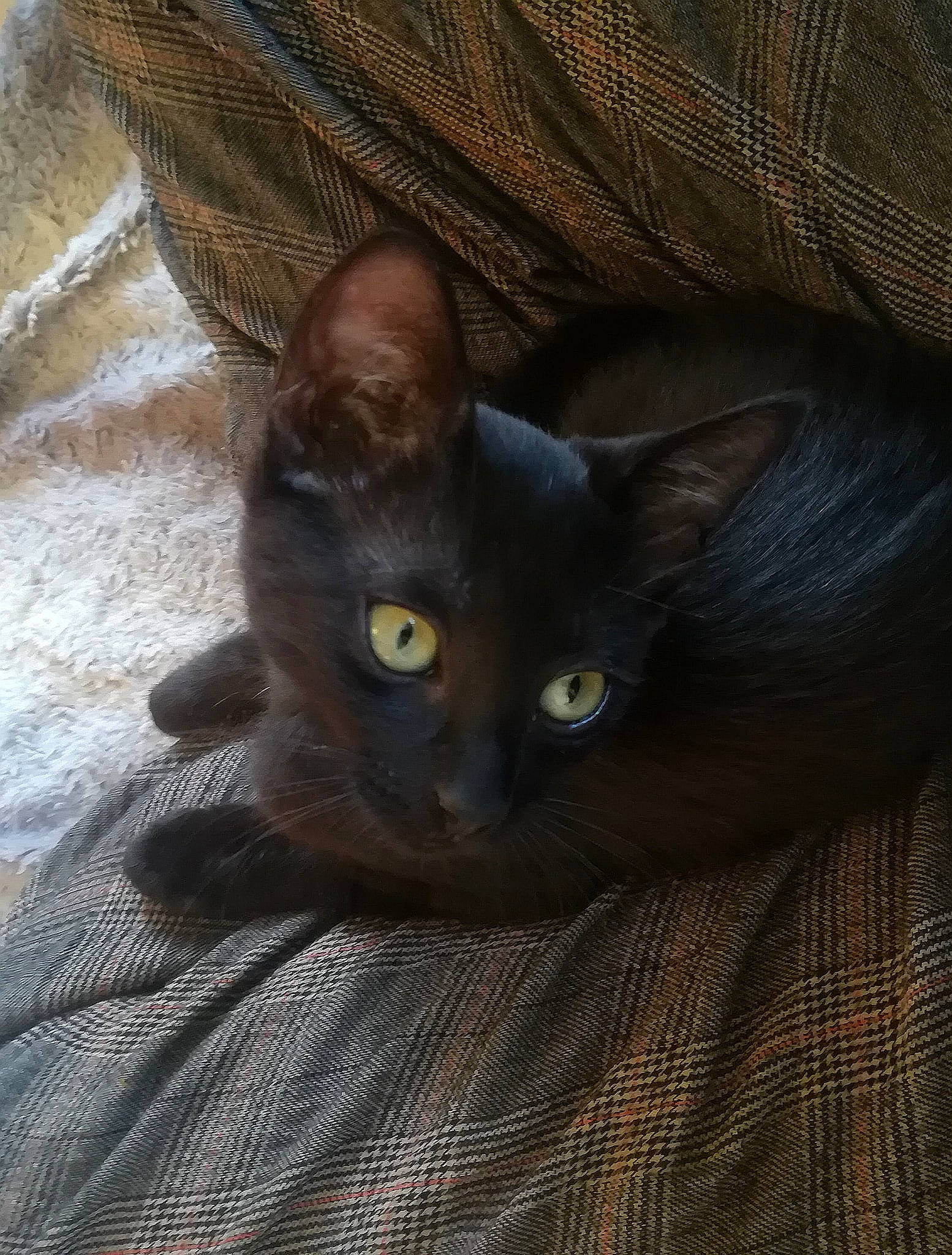 Annouchka participe au concours pour gagner de l'argent avec cette photo : black_cat, burmese, carnivoran, cat, cat_like_mammal, eye, fauna, havana_brown, kitten, korat, mammal, small_to_medium_sized_cats, whiskers