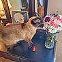 animal, can, canine, cat, dog, drawer, flower, flowerarrangement, flowerbouquet, furniture, ikebana, indoors, interiordesign, jar, pet, plant, pottedplant, pottery, table, tin