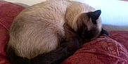 Oliver Quinn is registered to the contest to win money with this photo: animal, cat, couch, furniture, manx, pet, siamese