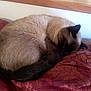 animal, cat, couch, furniture, manx, pet, siamese