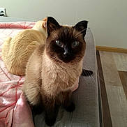 Oliver Quinn joined the competition — help win amazing prizes! animal, cat, couch, furniture, kitten, manx, pet, siamese, wood