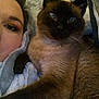 Oliver Quinn joined the competition — help win amazing prizes! abyssinian, animal, baby, blackcat, cat, face, head, kitten, person, pet, siamese
