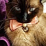 Oliver Quinn is registered to the contest to win money with this photo: accessories, animal, blanket, cat, collar, computerhardware, electronics, face, hardware, head, jewelry, kitten, manx, monitor, person, pet, photography, portrait, screen, siamese