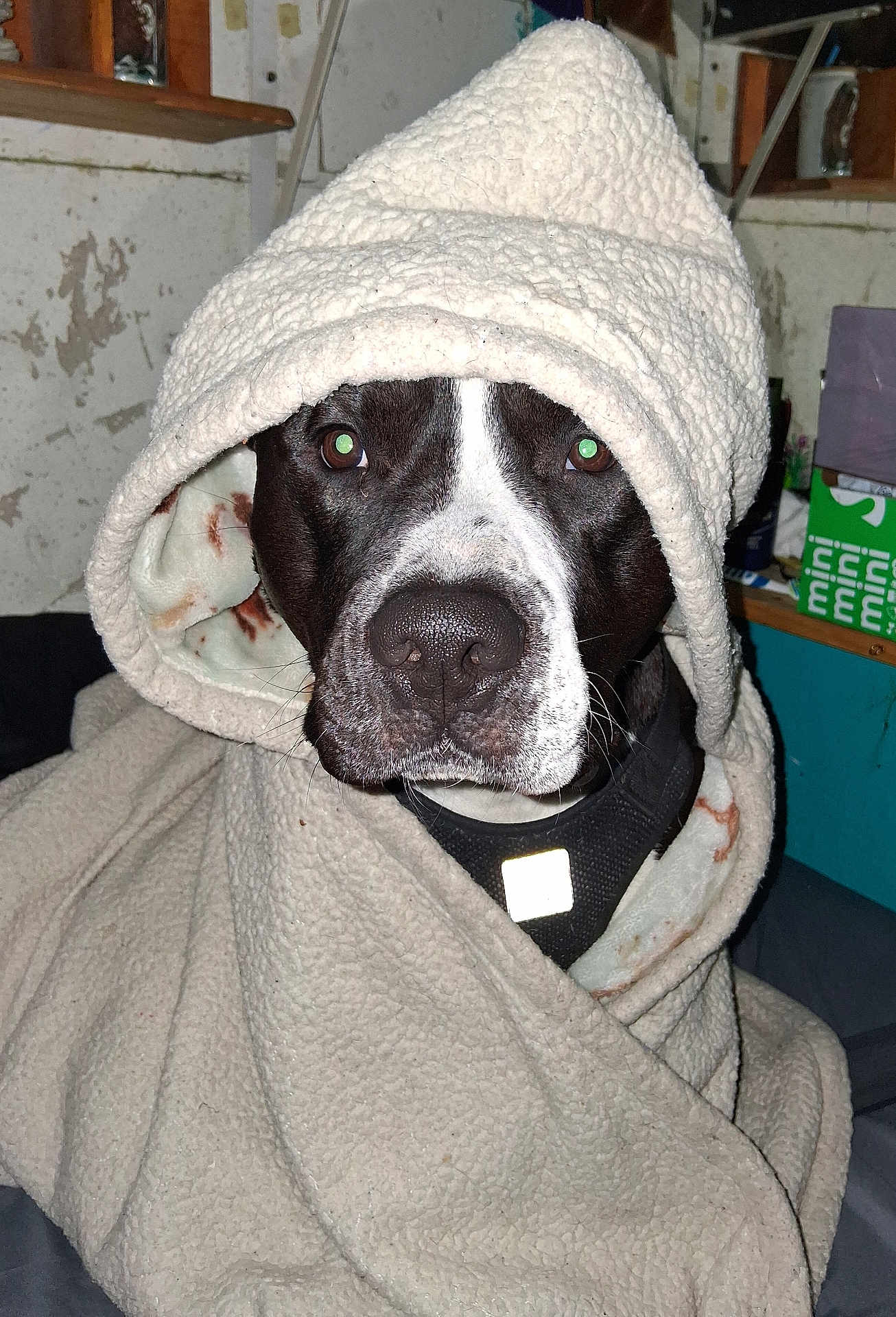 Kronos is registered to the contest to win money with this photo: dog, blanket, hood, indoor, pet, black_and_white, face, fur, cozy, warm, nose, eyes, expression, portrait, animal, cute, snuggled, fabric, collar, resting