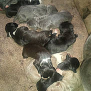 Kronos joined the competition — help win amazing prizes! puppies, newborn, sleeping, dog, couch, pile, black_fur, white_fur, gray_fur, cute, animal, pet, young, indoors, cozy, resting, small, fur, group, snuggling