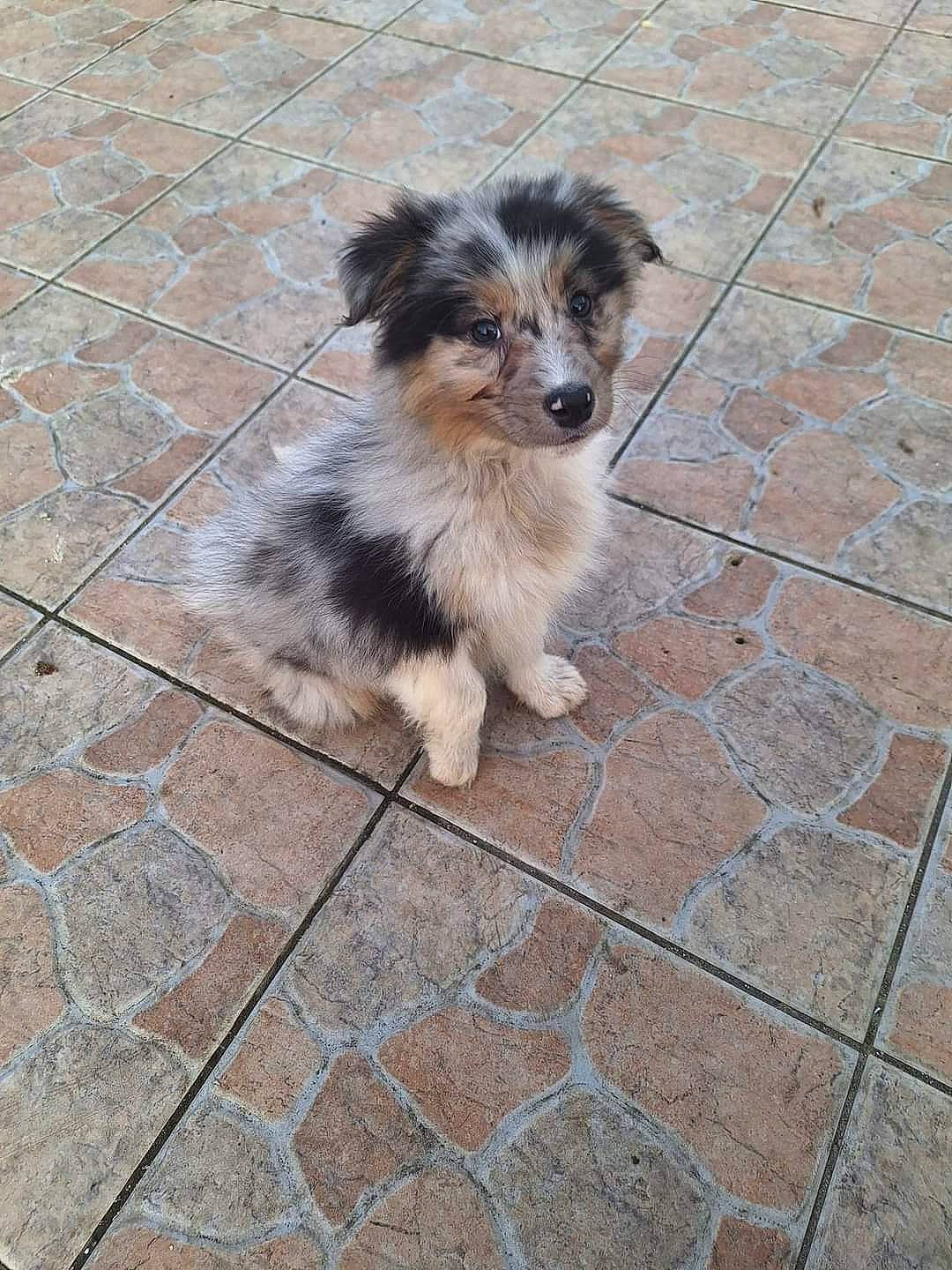 Willow participe au concours pour gagner de l'argent avec cette photo : brick, carnivore, cobblestone, companion_dog, concrete, dog, dog_breed, flagstone, floor, flooring, fur, road_surface, sidewalk, soil, terrestrial_animal, tile, toy_dog, whiskers, working_animal, working_dog