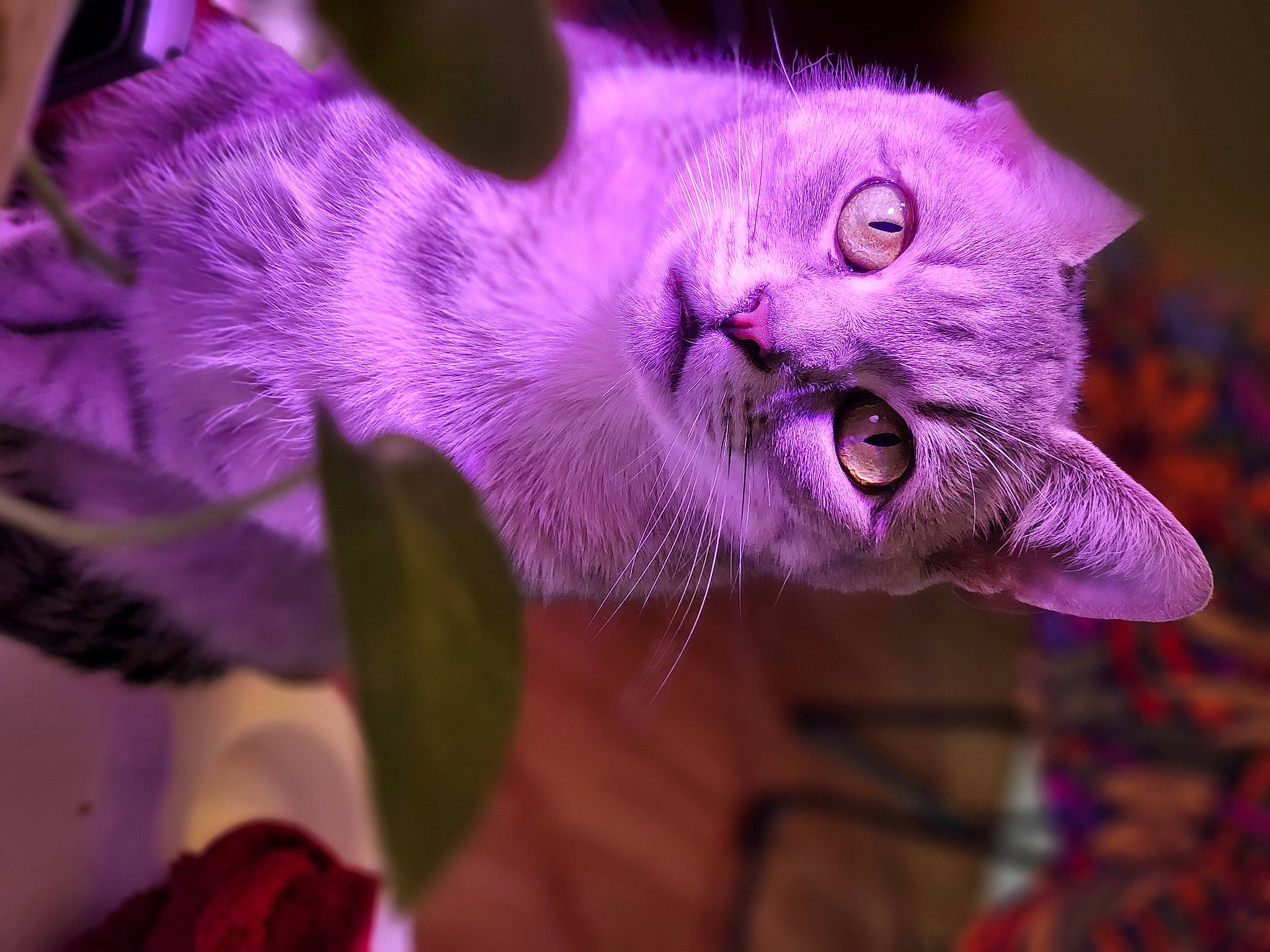 Emmy is registered to the contest to win money with this photo: carnivore, cat, domestic_short_haired_cat, electric_blue, felidae, flowering_plant, fur, macro_photography, magenta, petal, plant, purple, small_to_medium_sized_cats, snout, terrestrial_animal, violet, whiskers, wildlife