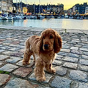 Ayden a rejoint le concours — aidez-le/la à gagner de superbes lots ! animal, architecture, boats, buildings, calm, cobblestone, dog, evening, harbor, nature, outdoor, pet, puppy, sailboats, scenic, sky, street, sunset, walk, water