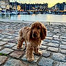animal, architecture, boats, buildings, calm, cobblestone, dog, evening, harbor, nature, outdoor, pet, puppy, sailboats, scenic, sky, street, sunset, walk, water