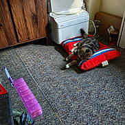 Tabby joined the competition — help win amazing prizes! air_purifier, cabinet, carpet, cat, cozy, domestic, floor, furniture, heater, household_items, indoor, living_room, pet, pillow, red_pillow, relaxing, stretching, striped_pillow, tabby_cat, wooden_cabinet