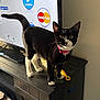 Shadow joined the competition — help win amazing prizes! cat, tuxedo_cat, pink_collar, standing, wooden_furniture, tv_screen, indoor, pet, curious, whiskers, black_and_white, household, electronics, payment_logos, MasterCard, Venmo, bright_eyes, tail_up, domestic_cat, feline